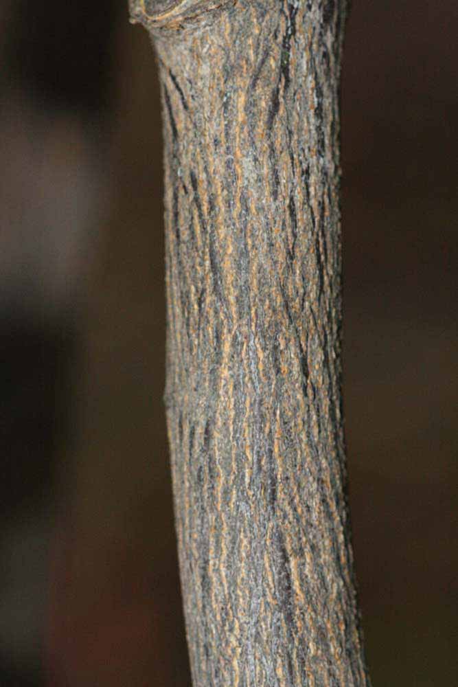              Second - third year twig (Riverside, CA)       